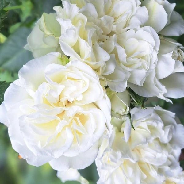 White Meidiland, Blanc Meillandecor, MEIcoublan, Super Swany, White Meilland, Ва́йт Ме́йділанд, Бла́н Мейя́ндек&oacute;р, Су́пер Све́йні, Ва́йт Мейя́нд ОСІНЬ 2026 23435635 фото