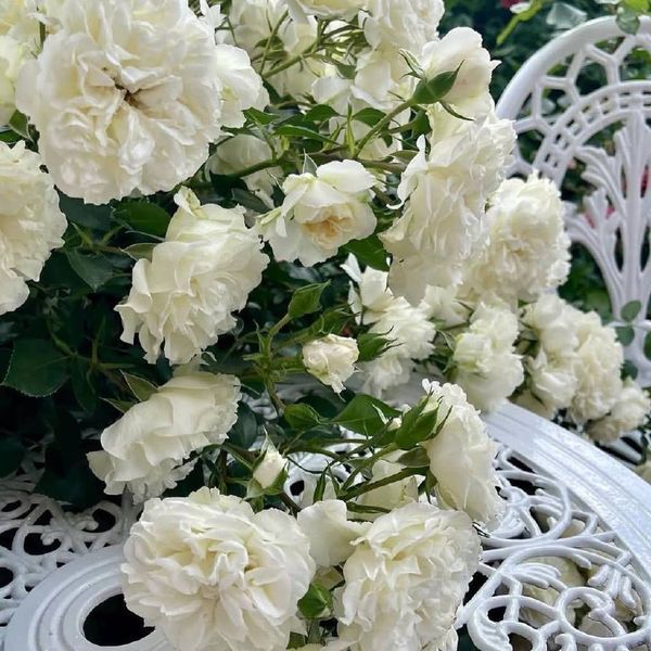 White Meidiland, Blanc Meillandecor, MEIcoublan, Super Swany, White Meilland, Ва́йт Ме́йділанд, Бла́н Мейя́ндек&oacute;р, Су́пер Све́йні, Ва́йт Мейя́нд ОСІНЬ 2026 23435635 фото