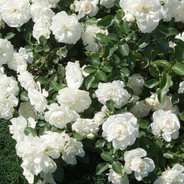 White Meidiland, Blanc Meillandecor, MEIcoublan, Super Swany, White Meilland, Ва́йт Ме́йділанд, Бла́н Мейя́ндек&oacute;р, Су́пер Све́йні, Ва́йт Мейя́нд ОСІНЬ 2026 23435635 фото