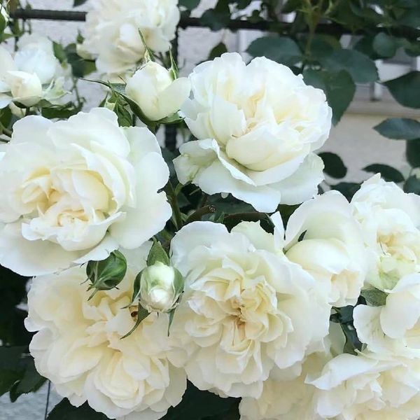 White Meidiland, Blanc Meillandecor, MEIcoublan, Super Swany, White Meilland, Ва́йт Ме́йділанд, Бла́н Мейя́ндек&oacute;р, Су́пер Све́йні, Ва́йт Мейя́нд ОСІНЬ 2026 23435635 фото