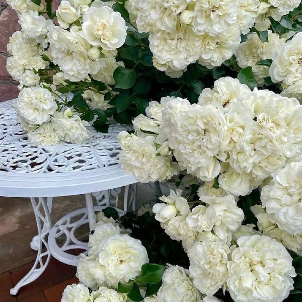 White Meidiland, Blanc Meillandecor, MEIcoublan, Super Swany, White Meilland, Ва́йт Ме́йділанд, Бла́н Мейя́ндек&oacute;р, Су́пер Све́йні, Ва́йт Мейя́нд ОСІНЬ 2026 23435635 фото