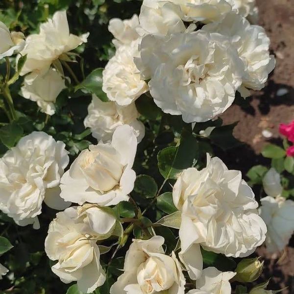 White Meidiland, Blanc Meillandecor, MEIcoublan, Super Swany, White Meilland, Ва́йт Ме́йділанд, Бла́н Мейя́ндек&oacute;р, Су́пер Све́йні, Ва́йт Мейя́нд ОСІНЬ 2026 23435635 фото