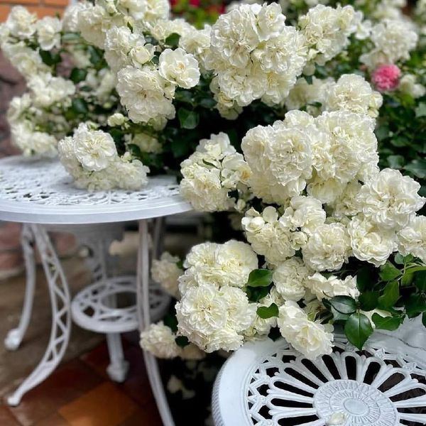 White Meidiland, Blanc Meillandecor, MEIcoublan, Super Swany, White Meilland, Ва́йт Ме́йділанд, Бла́н Мейя́ндек&oacute;р, Су́пер Све́йні, Ва́йт Мейя́нд ОСІНЬ 2026 23435635 фото