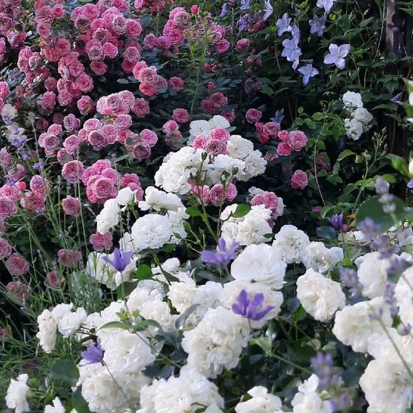 White Meidiland, Blanc Meillandecor, MEIcoublan, Super Swany, White Meilland, Ва́йт Ме́йділанд, Бла́н Мейя́ндек&oacute;р, Су́пер Све́йні, Ва́йт Мейя́нд ОСІНЬ 2026 23435635 фото