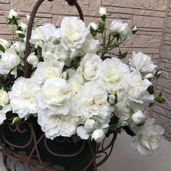White Meidiland, Blanc Meillandecor, MEIcoublan, Super Swany, White Meilland, Ва́йт Ме́йділанд, Бла́н Мейя́ндек&oacute;р, Су́пер Све́йні, Ва́йт Мейя́нд ОСІНЬ 2026 23435635 фото