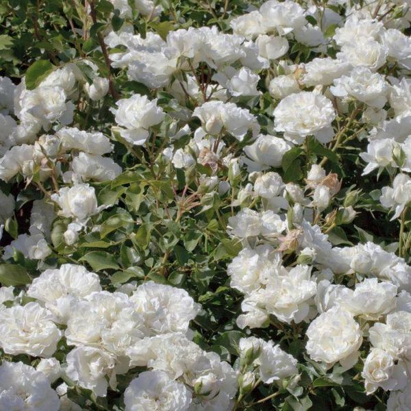 White Meidiland, Blanc Meillandecor, MEIcoublan, Super Swany, White Meilland, Ва́йт Ме́йділанд, Бла́н Мейя́ндек&oacute;р, Су́пер Све́йні, Ва́йт Мейя́нд ОСІНЬ 2026 23435635 фото