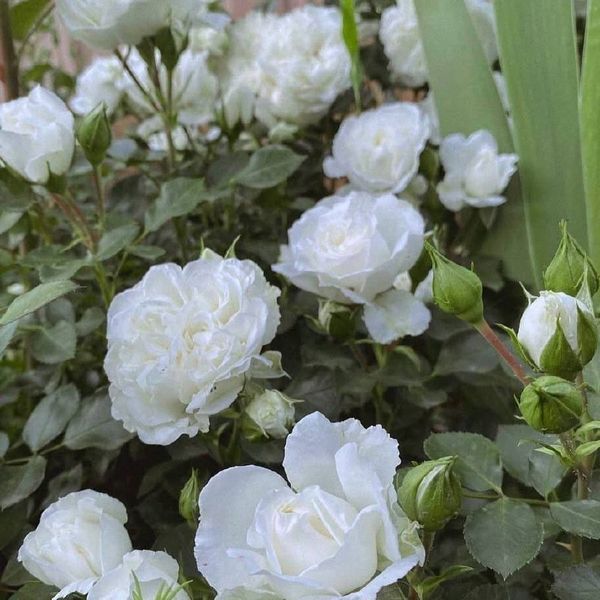 White Meidiland, Blanc Meillandecor, MEIcoublan, Super Swany, White Meilland, Ва́йт Ме́йділанд, Бла́н Мейя́ндек&oacute;р, Су́пер Све́йні, Ва́йт Мейя́нд ОСІНЬ 2026 23435635 фото