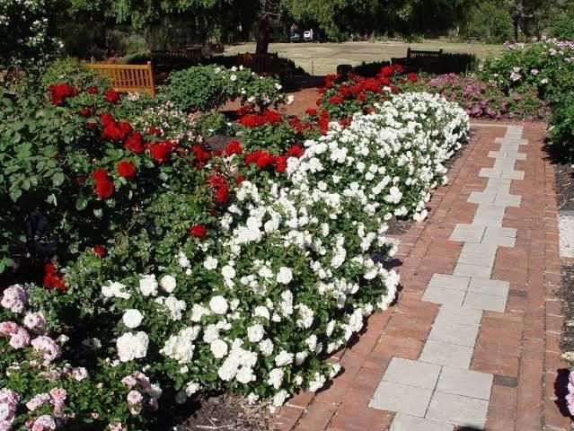 White Meidiland, Blanc Meillandecor, MEIcoublan, Super Swany, White Meilland, Ва́йт Ме́йділанд, Бла́н Мейя́ндек&oacute;р, Су́пер Све́йні, Ва́йт Мейя́нд ОСІНЬ 2026 23435635 фото