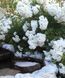 White Meidiland, Blanc Meillandecor, MEIcoublan, Super Swany, White Meilland, Ва́йт Ме́йділанд, Бла́н Мейя́ндек&oacute;р, Су́пер Све́йні, Ва́йт Мейя́нд ОСІНЬ 2026 23435635 фото 87