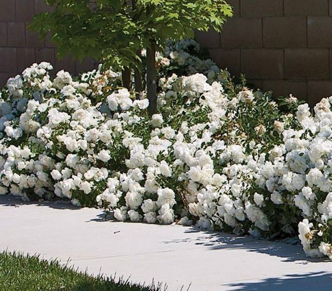 White Meidiland, Blanc Meillandecor, MEIcoublan, Super Swany, White Meilland, Ва́йт Ме́йділанд, Бла́н Мейя́ндек&oacute;р, Су́пер Све́йні, Ва́йт Мейя́нд ОСІНЬ 2026 23435635 фото
