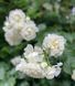 White Meidiland, Blanc Meillandecor, MEIcoublan, Super Swany, White Meilland, Ва́йт Ме́йділанд, Бла́н Мейя́ндек&oacute;р, Су́пер Све́йні, Ва́йт Мейя́нд ОСІНЬ 2026 23435635 фото 43