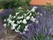 White Meidiland, Blanc Meillandecor, MEIcoublan, Super Swany, White Meilland, Ва́йт Ме́йділанд, Бла́н Мейя́ндек&oacute;р, Су́пер Све́йні, Ва́йт Мейя́нд ОСІНЬ 2026 23435635 фото 81