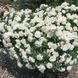 White Meidiland, Blanc Meillandecor, MEIcoublan, Super Swany, White Meilland, Ва́йт Ме́йділанд, Бла́н Мейя́ндек&oacute;р, Су́пер Све́йні, Ва́йт Мейя́нд ОСІНЬ 2026 23435635 фото 47