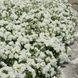 White Meidiland, Blanc Meillandecor, MEIcoublan, Super Swany, White Meilland, Ва́йт Ме́йділанд, Бла́н Мейя́ндек&oacute;р, Су́пер Све́йні, Ва́йт Мейя́нд ОСІНЬ 2026 23435635 фото 62