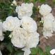 White Meidiland, Blanc Meillandecor, MEIcoublan, Super Swany, White Meilland, Ва́йт Ме́йділанд, Бла́н Мейя́ндек&oacute;р, Су́пер Све́йні, Ва́йт Мейя́нд ОСІНЬ 2026 23435635 фото 53