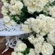 White Meidiland, Blanc Meillandecor, MEIcoublan, Super Swany, White Meilland, Ва́йт Ме́йділанд, Бла́н Мейя́ндек&oacute;р, Су́пер Све́йні, Ва́йт Мейя́нд ОСІНЬ 2026 23435635 фото 74