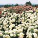 White Meidiland, Blanc Meillandecor, MEIcoublan, Super Swany, White Meilland, Ва́йт Ме́йділанд, Бла́н Мейя́ндек&oacute;р, Су́пер Све́йні, Ва́йт Мейя́нд ОСІНЬ 2026 23435635 фото 63