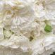 White Meidiland, Blanc Meillandecor, MEIcoublan, Super Swany, White Meilland, Ва́йт Ме́йділанд, Бла́н Мейя́ндек&oacute;р, Су́пер Све́йні, Ва́йт Мейя́нд ОСІНЬ 2026 23435635 фото 58