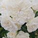 White Meidiland, Blanc Meillandecor, MEIcoublan, Super Swany, White Meilland, Ва́йт Ме́йділанд, Бла́н Мейя́ндек&oacute;р, Су́пер Све́йні, Ва́йт Мейя́нд ОСІНЬ 2026 23435635 фото 83