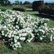 White Meidiland, Blanc Meillandecor, MEIcoublan, Super Swany, White Meilland, Ва́йт Ме́йділанд, Бла́н Мейя́ндек&oacute;р, Су́пер Све́йні, Ва́йт Мейя́нд ОСІНЬ 2026 23435635 фото 46