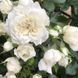 White Meidiland, Blanc Meillandecor, MEIcoublan, Super Swany, White Meilland, Ва́йт Ме́йділанд, Бла́н Мейя́ндек&oacute;р, Су́пер Све́йні, Ва́йт Мейя́нд ОСІНЬ 2026 23435635 фото 71