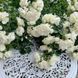 White Meidiland, Blanc Meillandecor, MEIcoublan, Super Swany, White Meilland, Ва́йт Ме́йділанд, Бла́н Мейя́ндек&oacute;р, Су́пер Све́йні, Ва́йт Мейя́нд ОСІНЬ 2026 23435635 фото 76