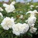White Meidiland, Blanc Meillandecor, MEIcoublan, Super Swany, White Meilland, Ва́йт Ме́йділанд, Бла́н Мейя́ндек&oacute;р, Су́пер Све́йні, Ва́йт Мейя́нд ОСІНЬ 2026 23435635 фото 51