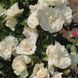 White Meidiland, Blanc Meillandecor, MEIcoublan, Super Swany, White Meilland, Ва́йт Ме́йділанд, Бла́н Мейя́ндек&oacute;р, Су́пер Све́йні, Ва́йт Мейя́нд ОСІНЬ 2026 23435635 фото 72