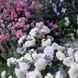White Meidiland, Blanc Meillandecor, MEIcoublan, Super Swany, White Meilland, Ва́йт Ме́йділанд, Бла́н Мейя́ндек&oacute;р, Су́пер Све́йні, Ва́йт Мейя́нд ОСІНЬ 2026 23435635 фото 45