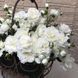White Meidiland, Blanc Meillandecor, MEIcoublan, Super Swany, White Meilland, Ва́йт Ме́йділанд, Бла́н Мейя́ндек&oacute;р, Су́пер Све́йні, Ва́йт Мейя́нд ОСІНЬ 2026 23435635 фото 86