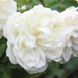 White Meidiland, Blanc Meillandecor, MEIcoublan, Super Swany, White Meilland, Ва́йт Ме́йділанд, Бла́н Мейя́ндек&oacute;р, Су́пер Све́йні, Ва́йт Мейя́нд ОСІНЬ 2026 23435635 фото 57