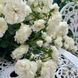 White Meidiland, Blanc Meillandecor, MEIcoublan, Super Swany, White Meilland, Ва́йт Ме́йділанд, Бла́н Мейя́ндек&oacute;р, Су́пер Све́йні, Ва́йт Мейя́нд ОСІНЬ 2026 23435635 фото 78