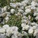 White Meidiland, Blanc Meillandecor, MEIcoublan, Super Swany, White Meilland, Ва́йт Ме́йділанд, Бла́н Мейя́ндек&oacute;р, Су́пер Све́йні, Ва́йт Мейя́нд ОСІНЬ 2026 23435635 фото 65
