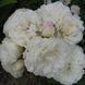 White Meidiland, Blanc Meillandecor, MEIcoublan, Super Swany, White Meilland, Ва́йт Ме́йділанд, Бла́н Мейя́ндек&oacute;р, Су́пер Све́йні, Ва́йт Мейя́нд ОСІНЬ 2026 23435635 фото 60