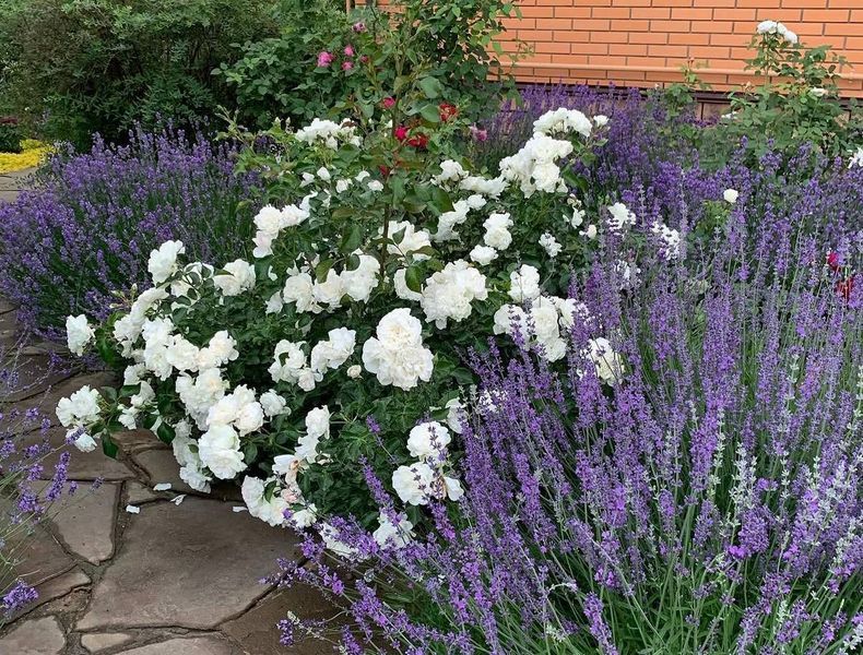 White Meidiland, Blanc Meillandecor, MEIcoublan, Super Swany, White Meilland, Ва́йт Ме́йділанд, Бла́н Мейя́ндек&oacute;р, Су́пер Све́йні, Ва́йт Мейя́нд ОСІНЬ 2026 23435635 фото