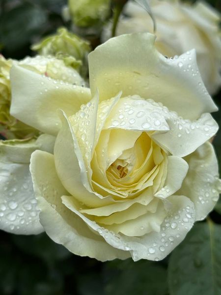 Elfe Е́льфе Frаncine Jordi, L'Аlcаzar, TANefle ОСІНЬ 2026 87654345678532 фото