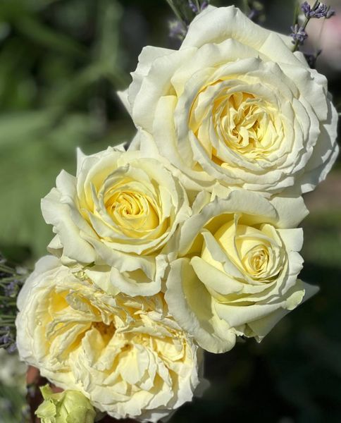 Elfe Е́льфе Frаncine Jordi, L'Аlcаzar, TANefle ОСІНЬ 2026 87654345678532 фото
