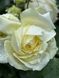 Elfe Е́льфе Frаncine Jordi, L'Аlcаzar, TANefle ОСІНЬ 2026 87654345678532 фото 3