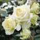 Elfe Е́льфе Frаncine Jordi, L'Аlcаzar, TANefle ОСІНЬ 2026 87654345678532 фото 7