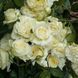 Elfe Е́льфе Frаncine Jordi, L'Аlcаzar, TANefle ОСІНЬ 2026 87654345678532 фото 6