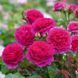 Gabriel Oak Ґе́йбріел Оук Auscrowd ОСІНЬ 2026 127340 фото 2