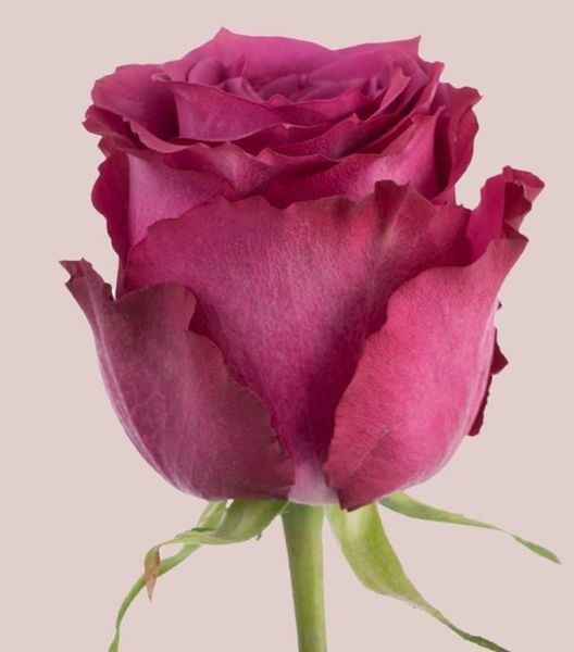 Купити Blueberry Блюбері ВЕСНА 2026 125 в інтернет магазині ROSE BLOOM ...