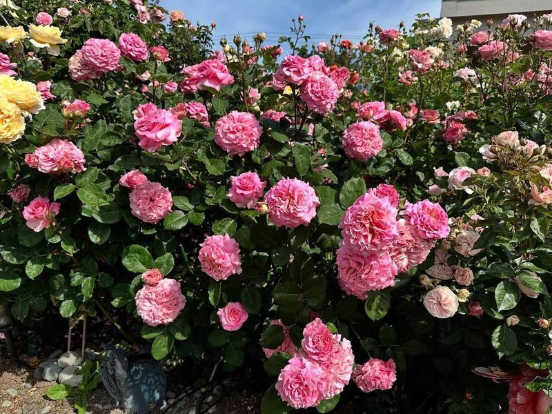 Ешлі ЛІТО ЗКС 44446762345234 фото