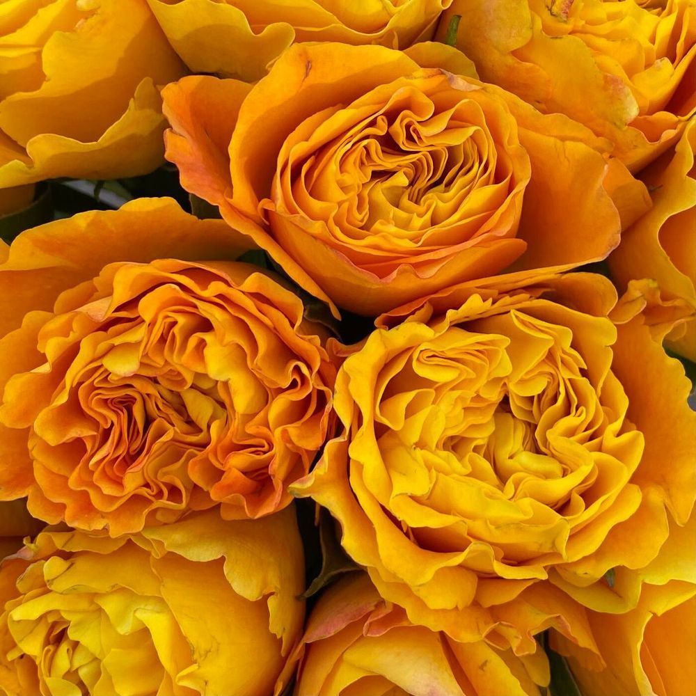 Orange Reeva Оранж Ріва ЛІТО 2026 ЗКС 520 фото
