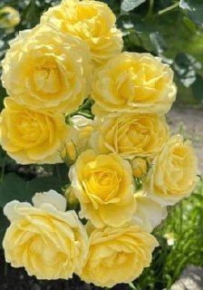 Golden Border Ґо́лден Бо́рдер Havobog, Comtesse Du Barry ОСІНЬ 2026 65345687 фото