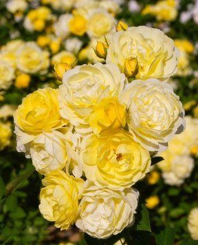 Golden Border Ґо́лден Бо́рдер Havobog, Comtesse Du Barry ОСІНЬ 2026 65345687 фото
