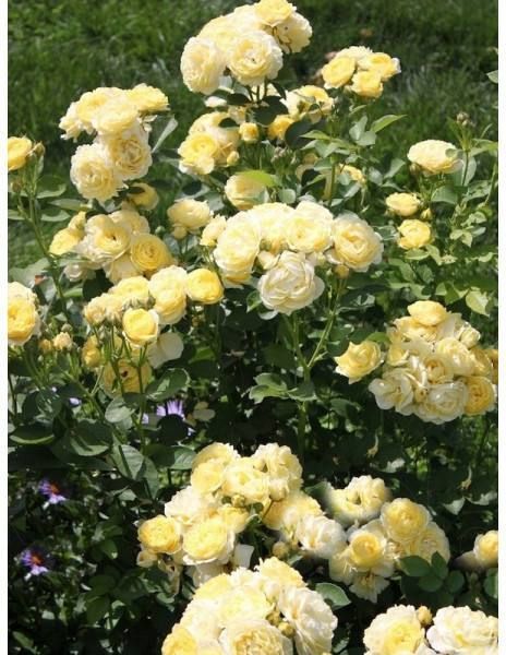 Golden Border Ґо́лден Бо́рдер Havobog, Comtesse Du Barry ОСІНЬ 2026 65345687 фото