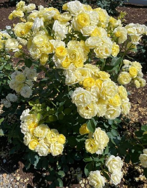 Golden Border Ґо́лден Бо́рдер Havobog, Comtesse Du Barry ОСІНЬ 2026 65345687 фото