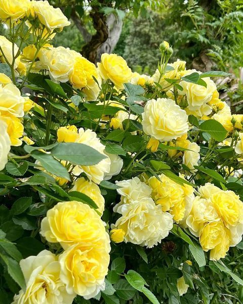 Golden Border Ґо́лден Бо́рдер Havobog, Comtesse Du Barry ОСІНЬ 2026 65345687 фото