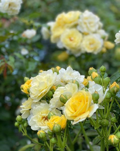 Golden Border Ґо́лден Бо́рдер Havobog, Comtesse Du Barry ОСІНЬ 2026 65345687 фото